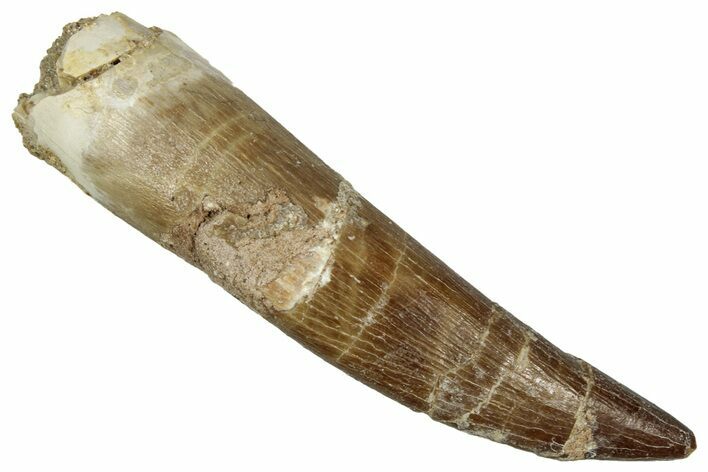 Large, Fossil Plesiosaur (Zarafasaura) Tooth - Morocco #349871